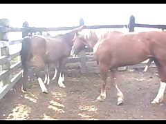 Sex Mare Squirting