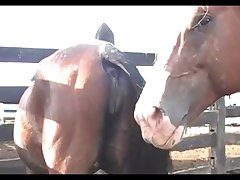 Sex Mare Squirting