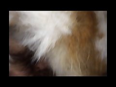 Faces Of Dog Porn