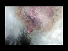 Faces Of Dog Porn