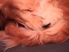 Old Woman Dog Porn