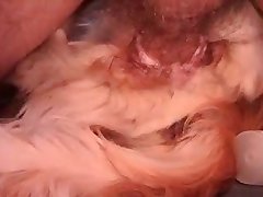 Old Woman Dog Porn