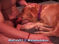 Old Woman Dog Porn