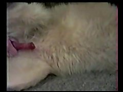 Forced Fuck Dog Porn