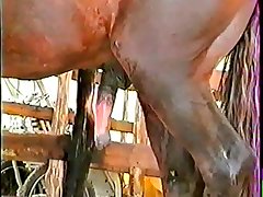 Lana Horse Porn