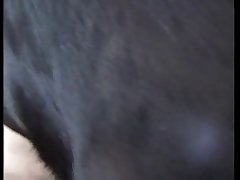 Sex Horse Porn