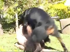 Video De Sexo De Colombianas