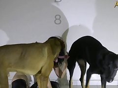 Bite De Cheval