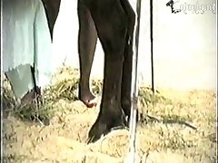 Monkey Sex Video