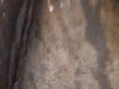Xxx Horse