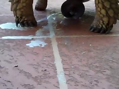 Xxx Doggy