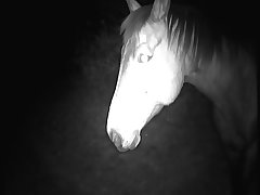Fuck A Horse
