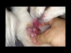 Sex With Horse