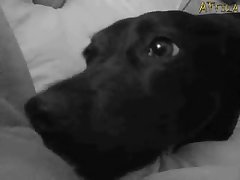 dog porn