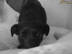 Porno Gay Zoofilia