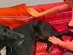 Sexo Gostoso Animal